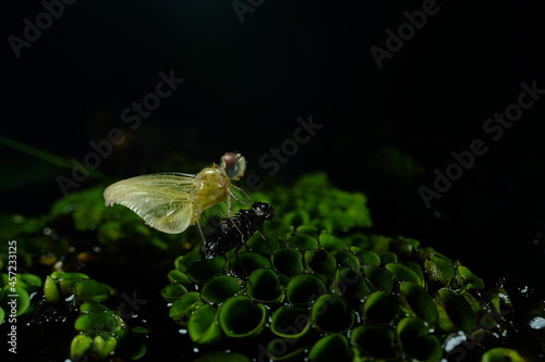 Molting in the night
Urothemis signata photo