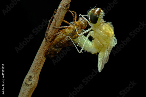 Molting Rhyothemis phylis photo