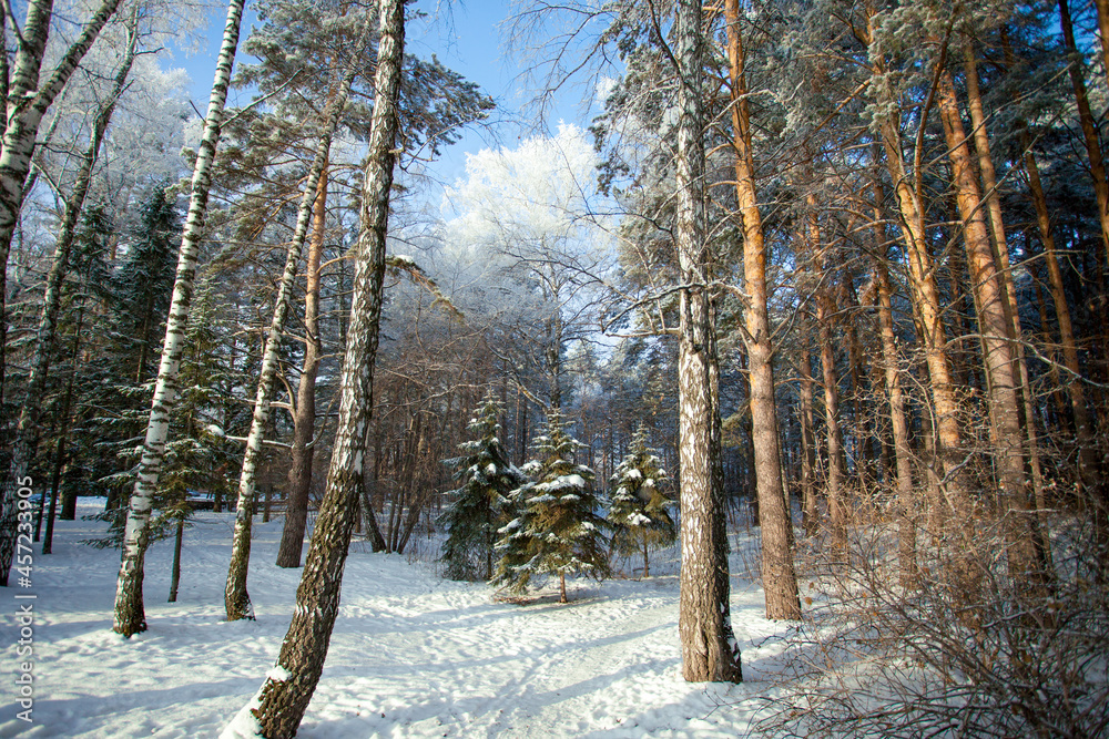 Pine, birch, spruce trees covered with snow on frosty evening or morning. Beautiful winter landscape