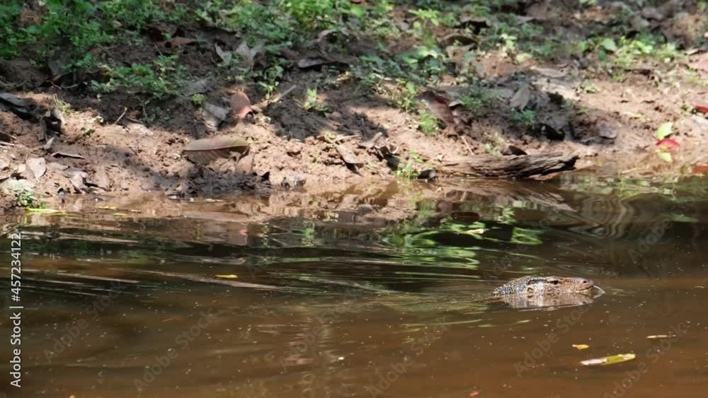 Seen swimming in a muddy water to the right showing its tongue out during a hot summer day; Asian Water Monitor, Varanus salvator, Khao Yai National Park, UNESCO World Heritage, Thailand.