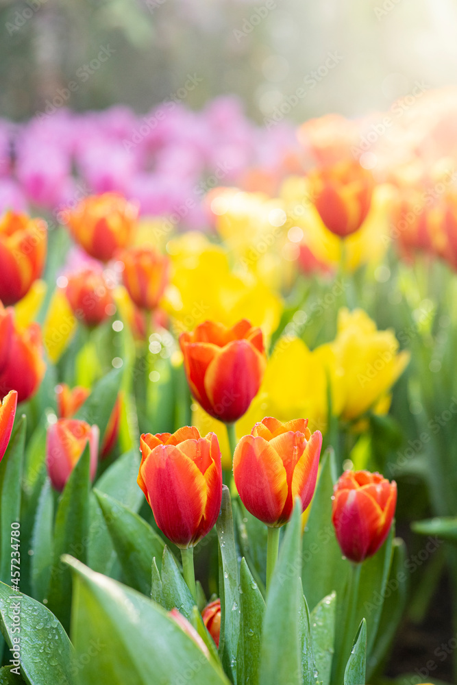 Colorful tulips field in Natherland a Summer scene with tulip flowers of red color.