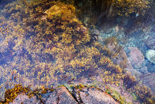 Fototapeta Naklejka Na Ścianę i Meble -  Algae and kelp under water of the North Sea with stones covered with colorful moss.Teriberka, Barents Sea, Murmansk region, Kola Peninsula