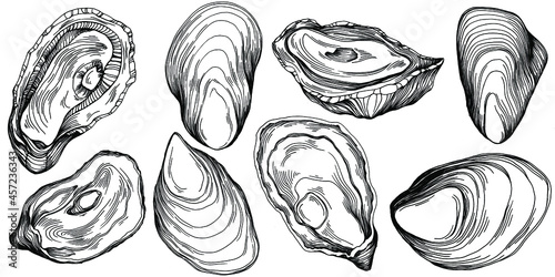 Oysters vector with engraving style illustration of logo or emblem for design seafood menu, lunch. Classic American steakhouse or French bistro appetizer.