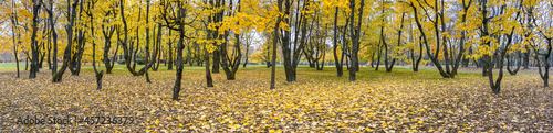 autumn park. panoramic picturesque scenery with yellow trees and fallen foliage on the ground.