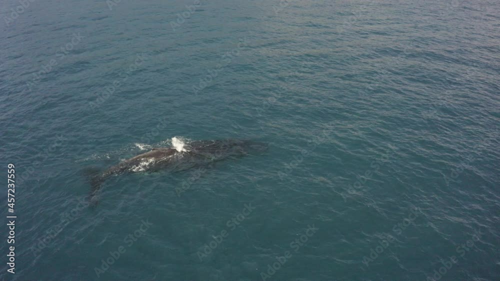 Large Humpback whale spouts then dives just below clear ocean surface Large Humpback whale spouts then dives just below clear ocean surface