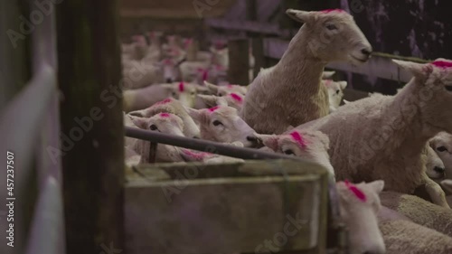 Anxious sheep in narrow stock yard moving towards slaughter house, red paint on head