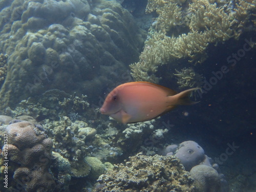 インドネシア バリ島 アメッドの珊瑚と魚