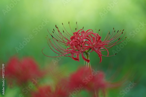 red spider lily in the field