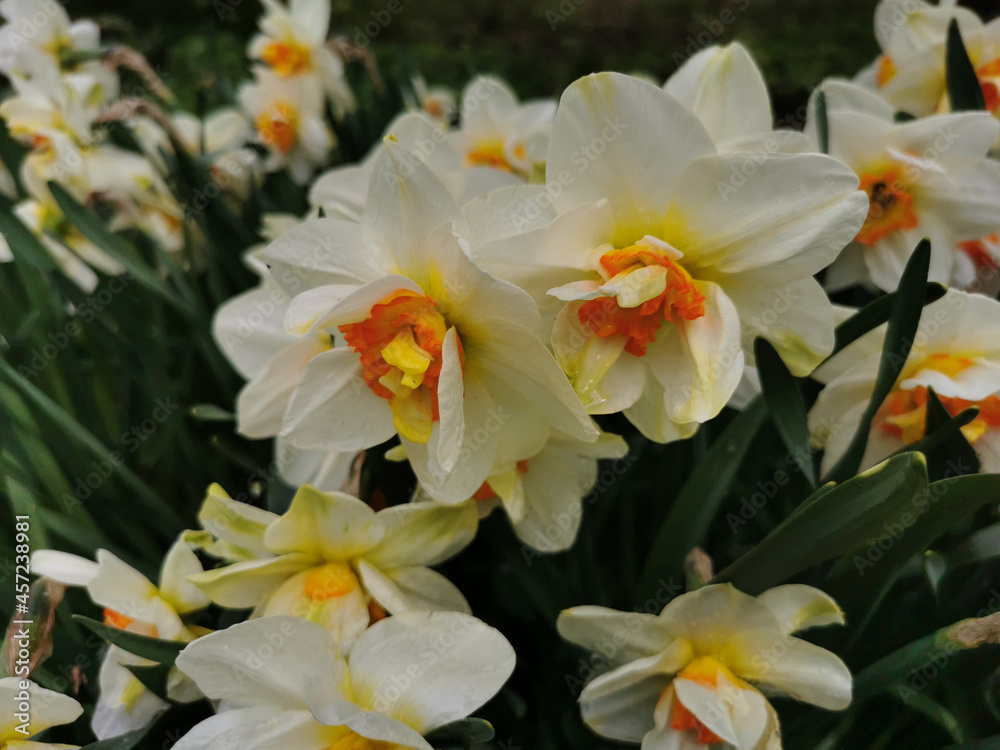 A white daffodil with a bright orange center on a flower bed in a park on Elagin Island in St. Petersburg. A white daffodil with a bright orange center on a flower bed in a park on Elagin Island in St. Petersburg.