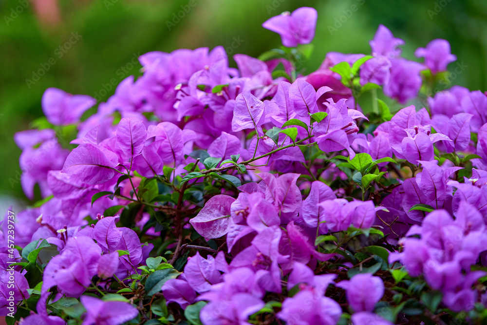 closeup bunch of the purple bougainvillea flower blooming in garden closeup bunch of the purple bougainvillea flower blooming in garden