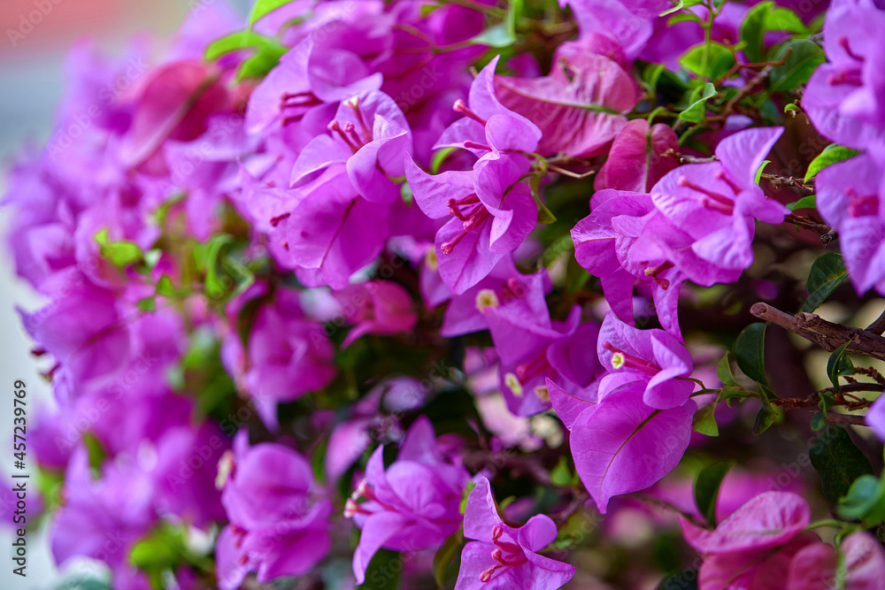 closeup bunch of the pink bougainvillea in garden