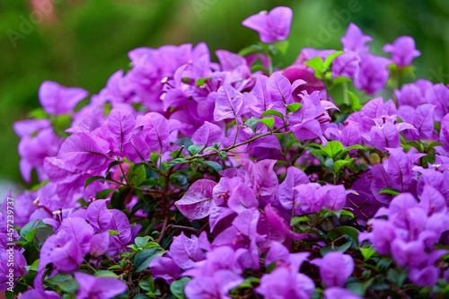 closeup bunch of the purple bougainvillea flower blooming in garden