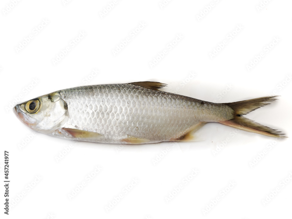 Fresh Indo-Pacific tarpon fish isolated on White background.Selective focus. Fresh Indo-Pacific tarpon fish isolated on White background.Selective focus.
