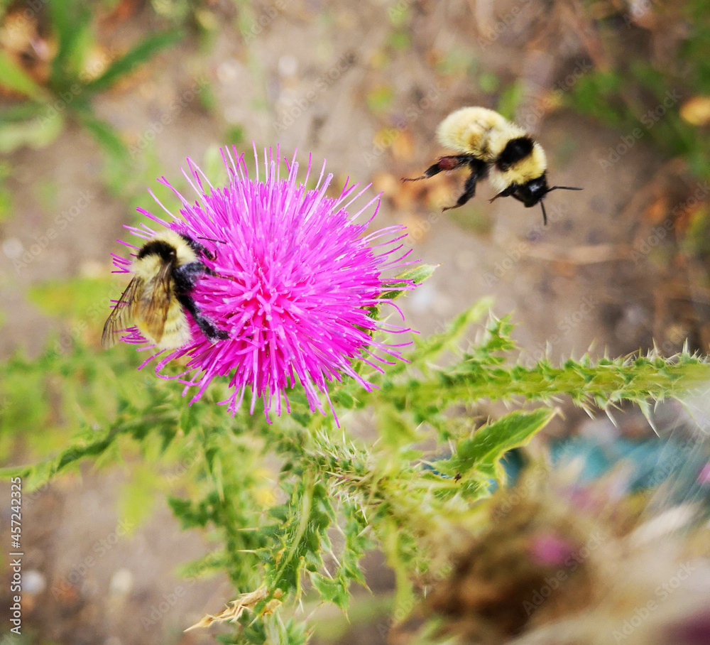 Bumblebee collects honey from a pink flower Bumblebee collects honey from a pink flower