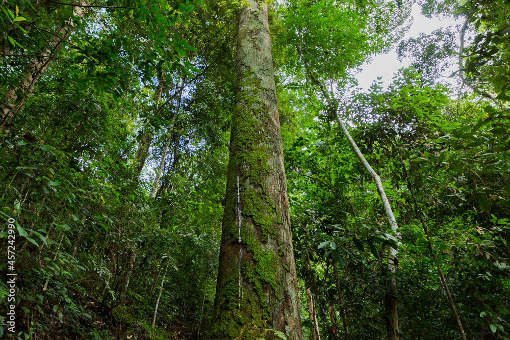 A big tree in the forest with nature light.