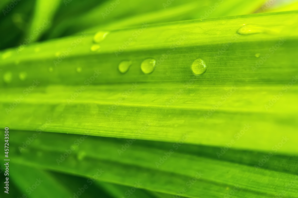 Macro closeup of Beautiful fresh green leaf with drop of water after the rain in morning sunlight nature background. Macro closeup of Beautiful fresh green leaf with drop of water after the rain in morning sunlight nature background.