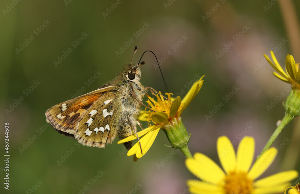 Fototapeta premium A rare Silver Spotted Skipper butterfly, Hesperia comma, nectaring on a Ragwort wildflower. 