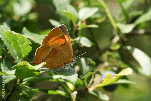 A rare Brown Hairstreak Butterfly, Thecla betulae, perched on a leaf .	
