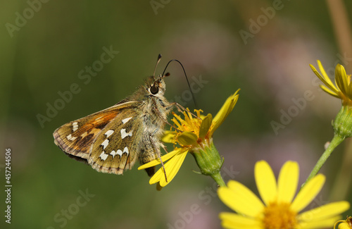 A rare Silver Spotted Skipper butterfly, Hesperia comma, nectaring on a Ragwort wildflower. 