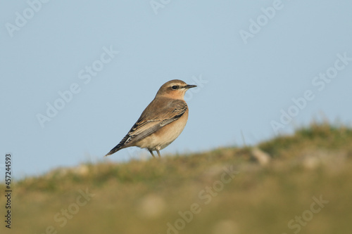 A Wheatear, Oenanthe oenanthe, standing in a field. It is a summer visitor to the UK, and is hunting for insects. 