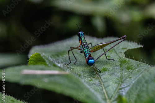 Closeup shot of a paramastax poecilosoma grasshopper perched on the leaf photo