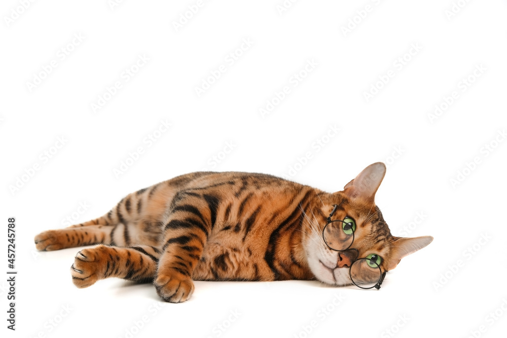 Cute lovely striped purebred ginger bengal cat wear eye glasses relaxed lying on white background.Pet poor vision or animal spectacles or chilling lazy student concept.Copy space.