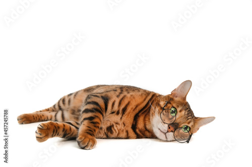 Cute lovely striped purebred ginger bengal cat wear eye glasses relaxed lying on white background.Pet poor vision or animal spectacles or chilling lazy student concept.Copy space.