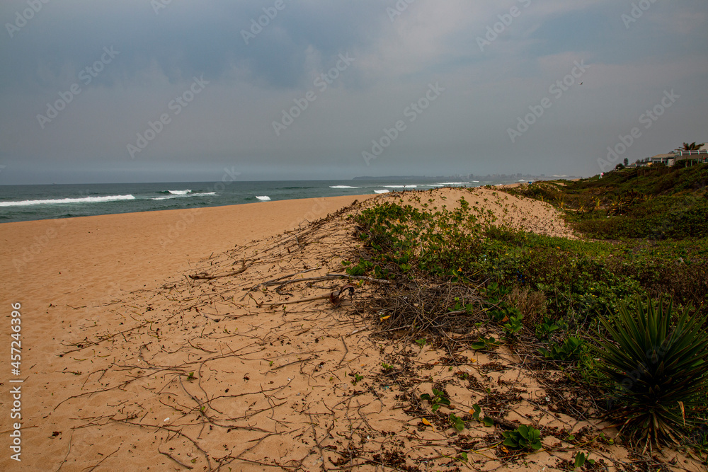 Natural Vegetation Growing on Dunes in Rehabilitation Natural Vegetation Growing on Dunes in Rehabilitation