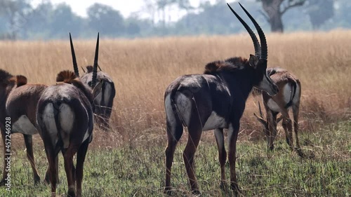 Wide shot of a herd of Sable antelopes walking over the dry grassland in Botswana.
