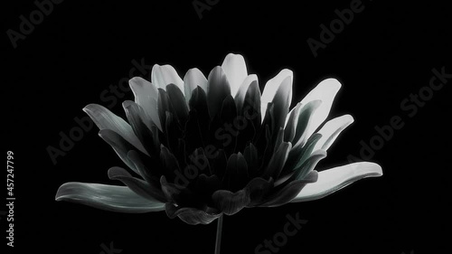 An abstract white flower moves along its axis, slowly unfolds on a black background. 3D design, animated graphics, opening lotus close-up, 4K