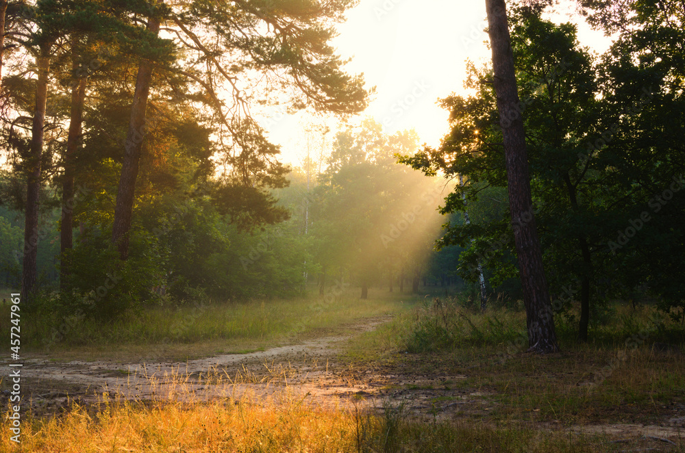 Obraz premium Amazing sunrise in forest. Rays of the sun shine through trees. Light fog adds some mystery to the landscape. Sunny forest early in the morning