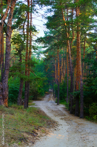 Picturesque morning landscape view of dirt road in the autumn forest. Forest path in the morning. Forest trail
