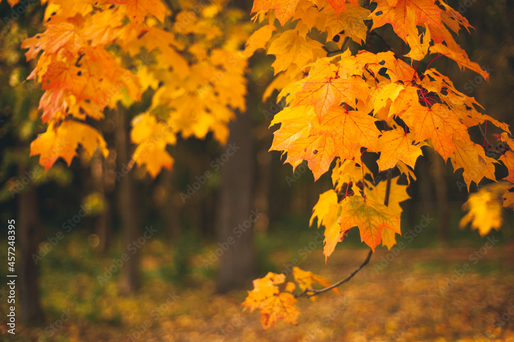 Autumn maple branch with brightly lit by the sun yellow leaves against the background of a dark forest. A place for text. Autumn background. Autumn maple branch with brightly lit by the sun yellow leaves against the background of a dark forest. A place for text. Autumn background.