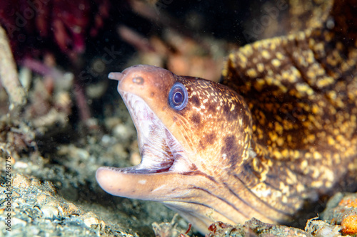 A Mottled Moray Eel with its Mouth Open Wide