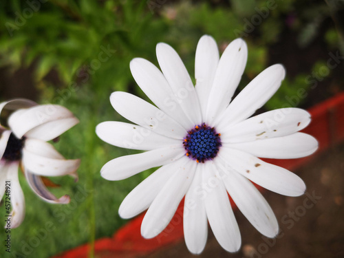 white daisy flower