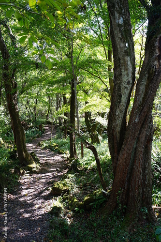 a refreshing summer forest with a path