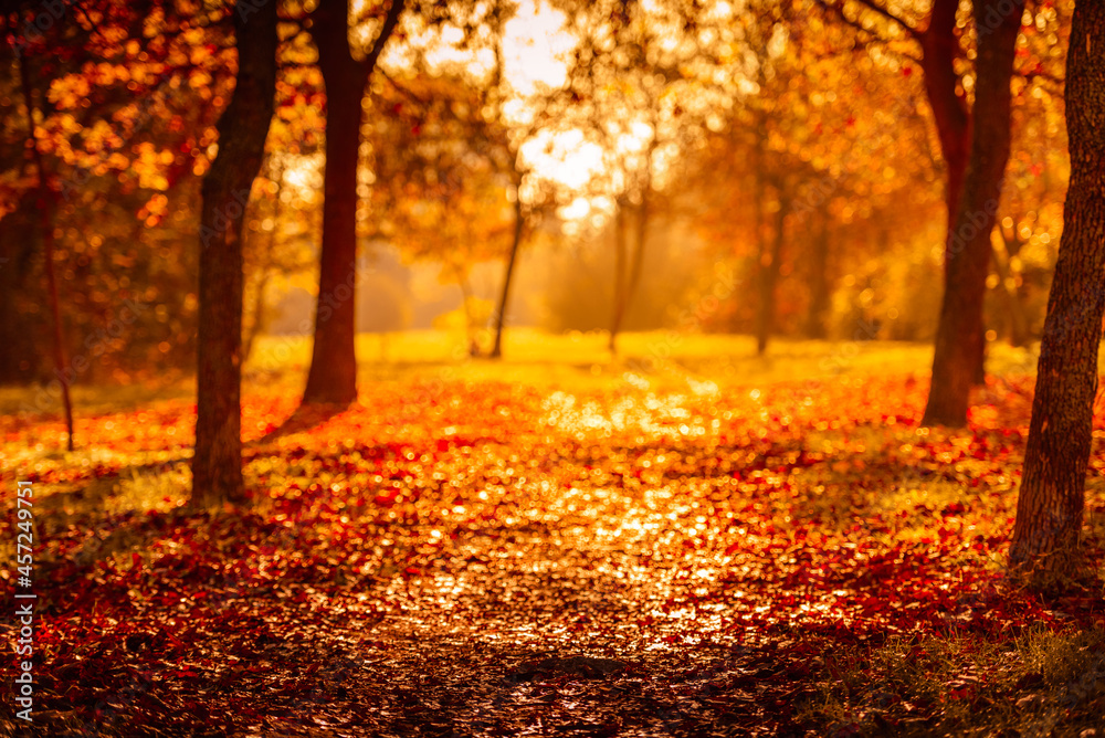 orange fall  leaves, autumn natural background in park with sun beams