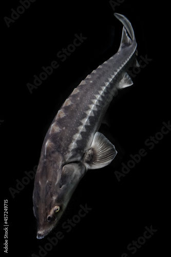 Sturgeon large live isolated on black background from top to bottom