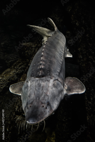 Sturgeon, snout forward, live on the background of the bottom in dark , big fish