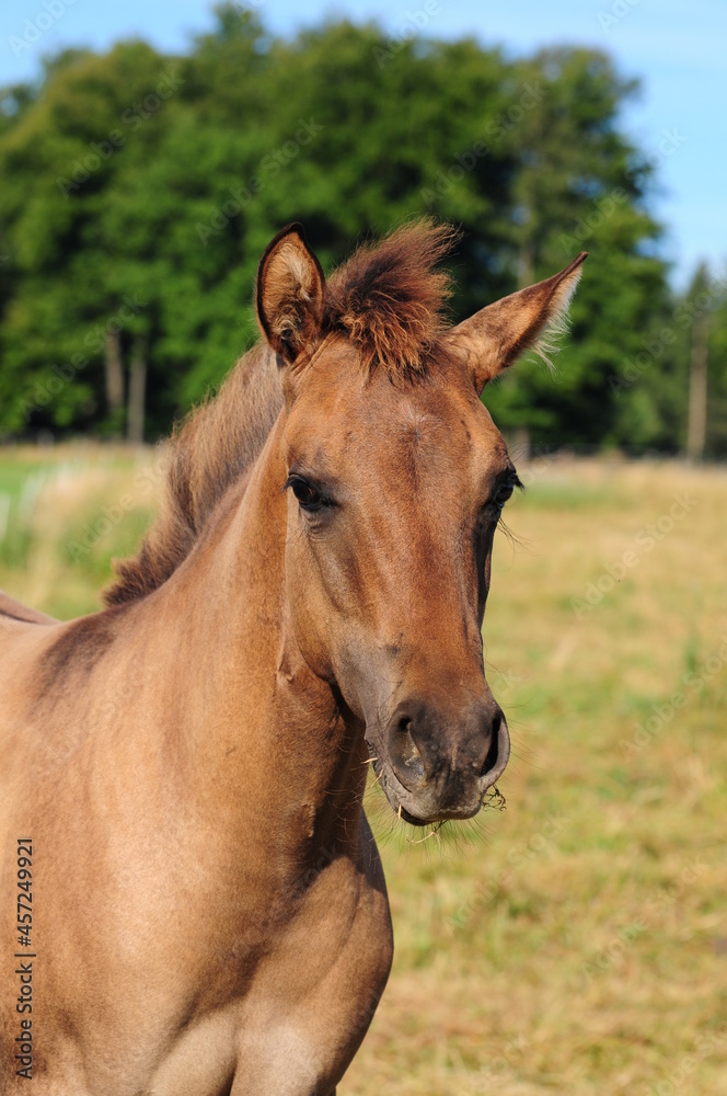 American Quarter Horse Fohlen