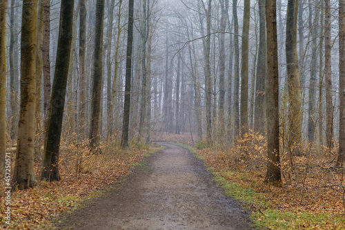 Gerader Weg durch einen geheimnisvollen Wald im Herbst mit leichtem Nebel und Regen