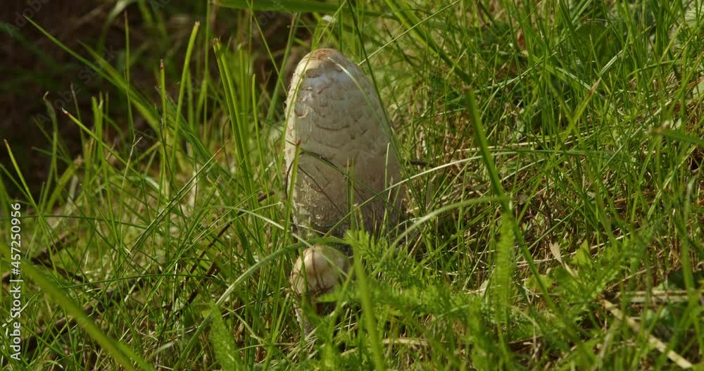 Inkcap mushrooms growing in green grass on the side of the road on a sunny summer day. Inkcap mushrooms growing in green grass on the side of the road on a sunny summer day.