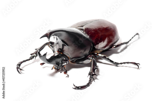 stag beetle isolated on white background © jaboo_foto