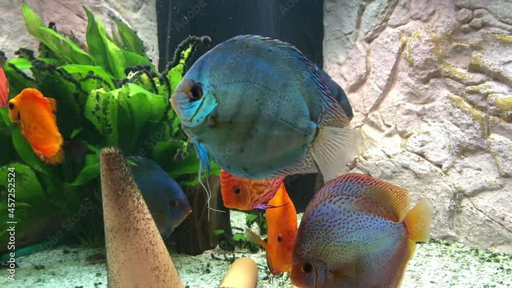 Diskusfische im Aquarium.