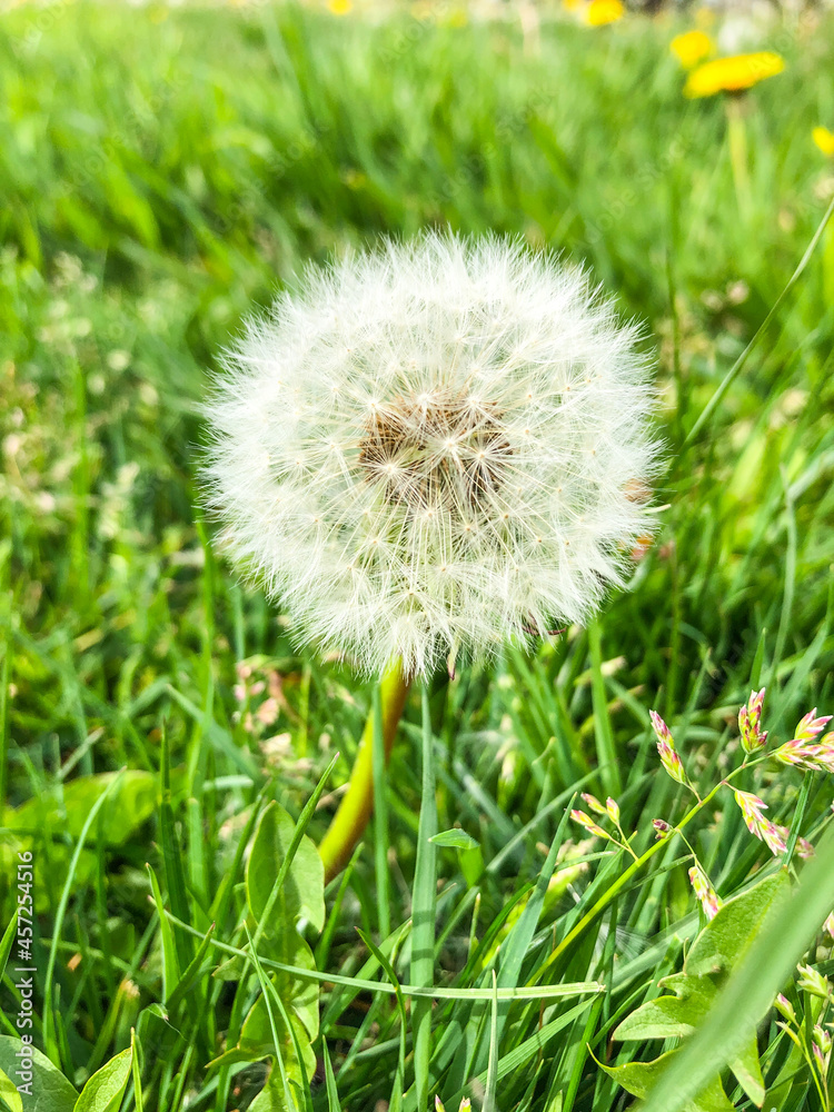 Fototapeta premium Common dandelion