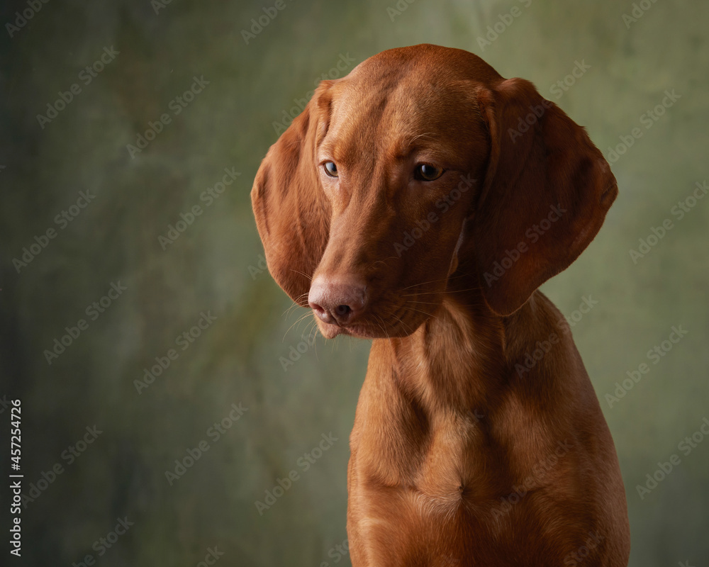 A dog on a textured canvas background in a photo studio. Hungarian vizsla portrait A dog on a textured canvas background in a photo studio. Hungarian vizsla portrait