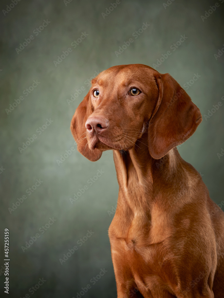 A dog on a textured canvas background in a photo studio. Hungarian vizsla portrait