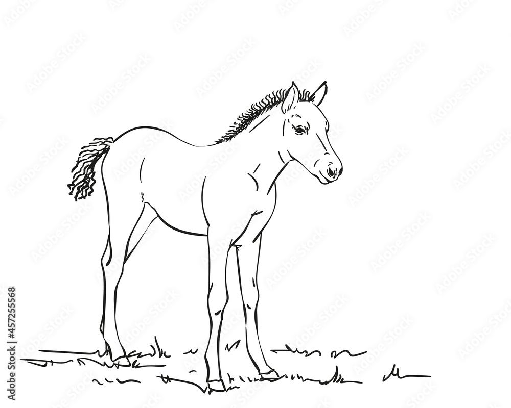 Fototapeta premium horse