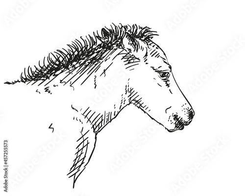 horse