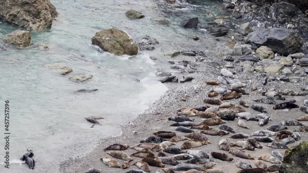 A colony of grey seals hauled up on a beach in Cornwall. A colony of grey seals hauled up on a beach in Cornwall.